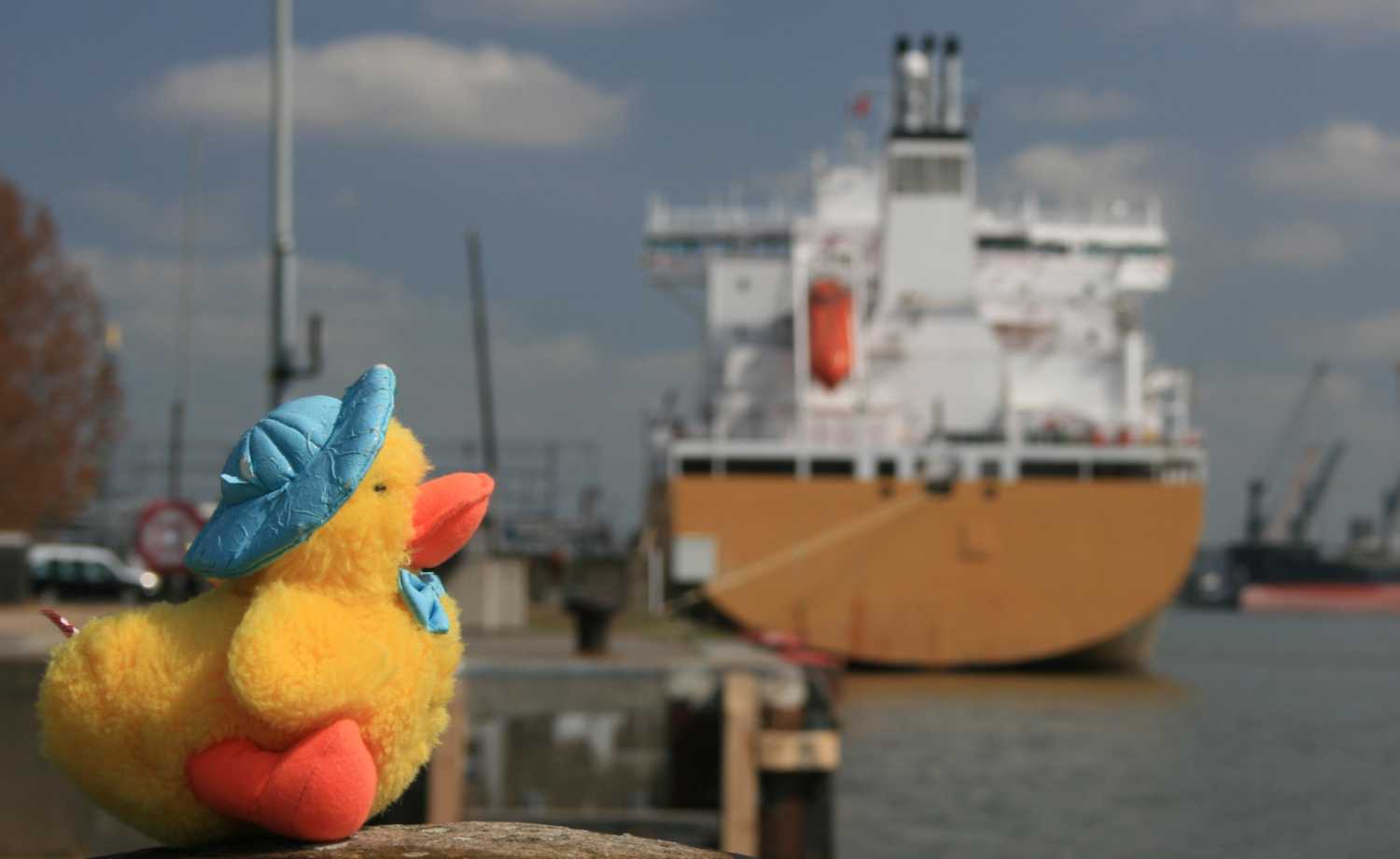 Duck at Antwerp Docks One